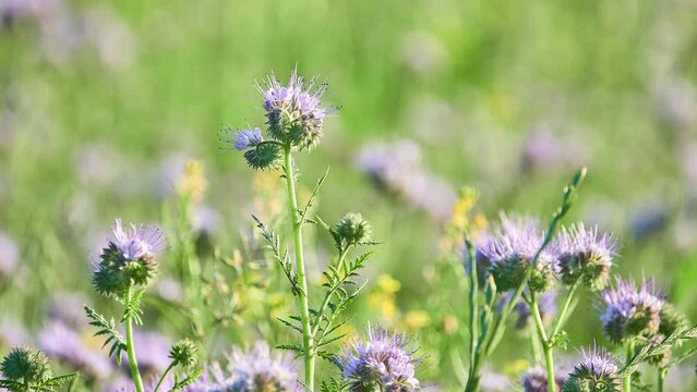 Phacelia tanacetifolia is a species of flowering plant in the borage family Boraginaceae, known by the common names lacy phacelia, blue tansy or purple tansy.
