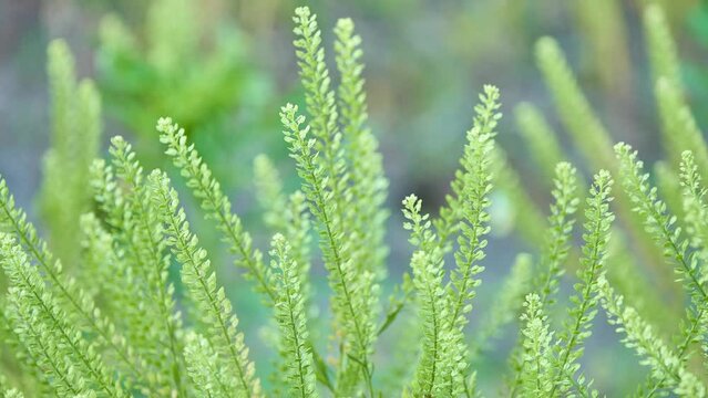 Lepidium is a genus of plants in the mustard-cabbage family, Brassicaceae. General common names include peppercress, peppergrass, pepperweed, and pepperwort. Some species form tumbleweeds.