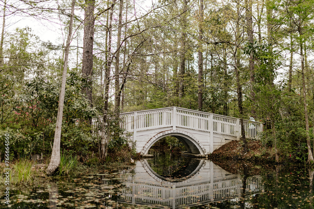 Wall mural beautiful landscape in a swamp with cypress trees with spanish moss, aerial roots and alligators. wh