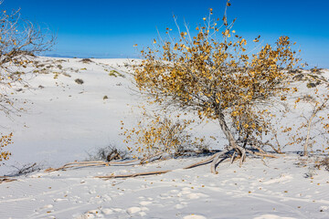 Cottonwood tree roots exposed after erosion of sand dune at White Sands NP. © Jeffrey
