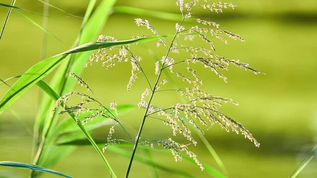 Glyceria maxima, commonly known as great manna grass, reed mannagrass, reed sweet-grass, and greater sweet-grass is rhizomatous perennial grasses in mannagrass genus native to Europe.