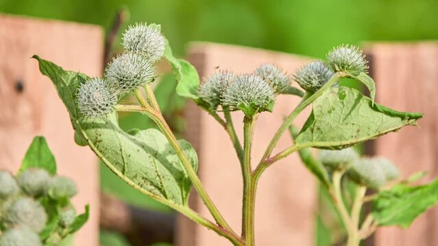 Arctium tomentosum, commonly known as woolly burdock or downy burdock, is species of burdock belonging to family Asteraceae.[