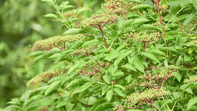 Sambucus is species complex of flowering plants in family Adoxaceae native to most of Europe and North America. Common names include black or European elder, and European black elderberry.