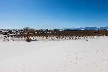 Cottonwood tree roots exposed after erosion of sand dune at White Sands NP.