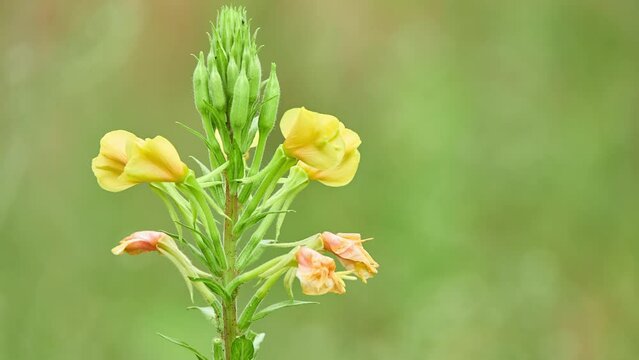 Oenothera biennis, common evening-primrose, is flowering plant in family Onagraceae. It is evening star, sundrop, weedy evening primrose, German rampion, hog weed, King's cure-all and fever-plant.