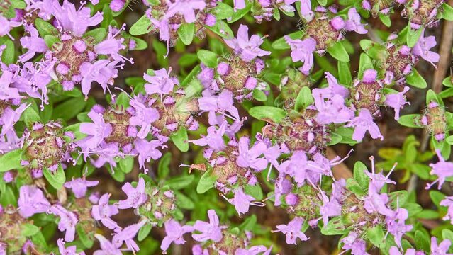 Thymus serpyllum, Breckland wild thyme, creeping thyme, or elfin thyme, is a species of flowering plant in the mint family Lamiaceae, native to most of Europe and North Africa.