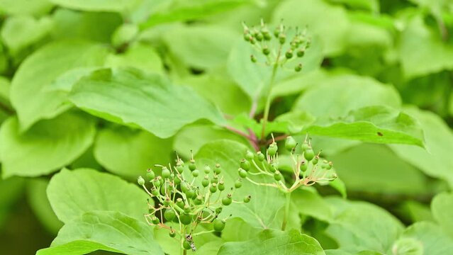 Cornus sanguinea, common dogwood or bloody dogwood, is dogwood native to most of Europe and western Asia, from England and central Scotland east to Caspian Sea. It is widely grown as ornamental plant