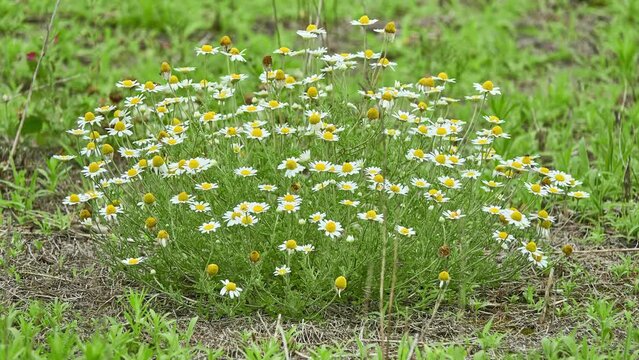 Anthemis arvensis, also known as corn chamomile, mayweed, scentless chamomile, or field chamomile is species of flowering plant in genus Anthemis, in aster family. It is used as an ornamental plant.