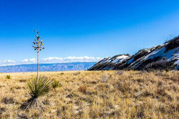 Chihuahuan desert grassland at start of Dune Life Nature Trail at White Sands NP.