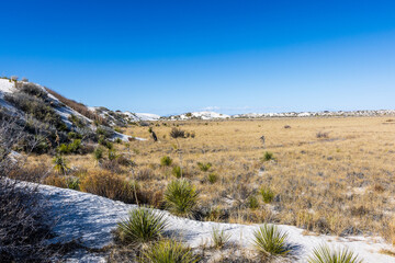 Chihuahuan desert grassland at start of Dune Life Nature Trail at White Sands NP.