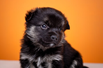 Portrait of a small black fluffy puppy on a yellow background