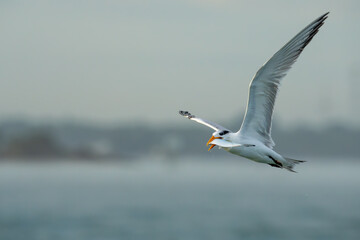 Fototapeta na wymiar Royal Tern flying with fish