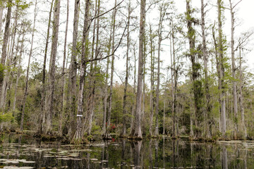 Fototapeta na wymiar Beautiful landscape in a swamp with cypress trees with Spanish moss, aerial roots and alligators. Cypress Garden, Charleston, South Carolina, USA