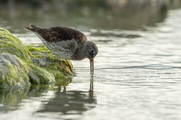 Purple Sandpiper