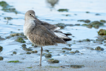 Eastern Willet preening