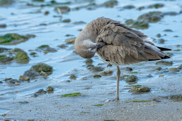 Eastern Willet preening