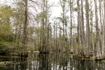 Fototapeta premium Beautiful landscape in a swamp with cypress trees with Spanish moss, aerial roots and alligators. Cypress Garden, Charleston, South Carolina, USA