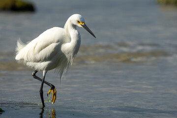 Snowy Egret