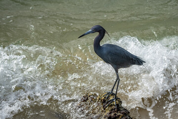 Little Blue Heron