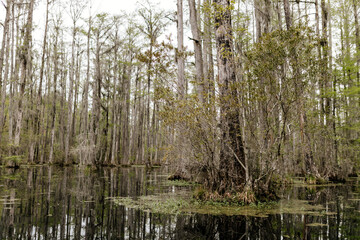 Beautiful landscape in a swamp with cypress trees with Spanish moss, aerial roots and alligators. Cypress Garden, Charleston, South Carolina, USA