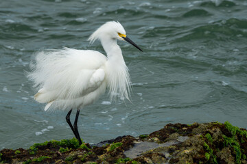 Snowy Egret