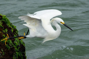 Snowy Egret
