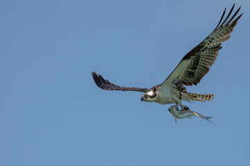 Osprey flying with fish
