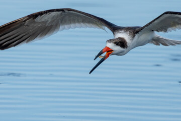 Black Skimmer 