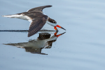 Black Skimmer 