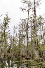 Naklejka premium Beautiful landscape in a swamp with cypress trees with Spanish moss, aerial roots and alligators. Cypress Garden, Charleston, South Carolina, USA