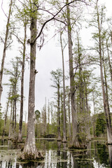 Beautiful landscape in a swamp with cypress trees with Spanish moss, aerial roots and alligators. Cypress Garden, Charleston, South Carolina, USA