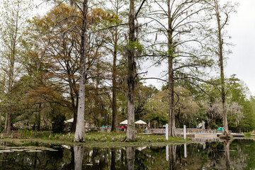 Beautiful landscape in a swamp with cypress trees with Spanish moss, aerial roots and alligators. Cypress Garden, Charleston, South Carolina, USA