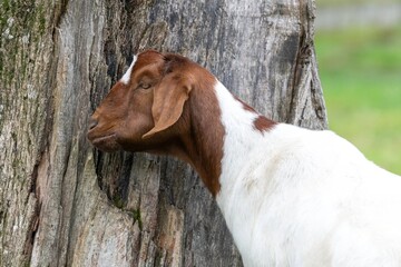 Portrait of a boer goat 