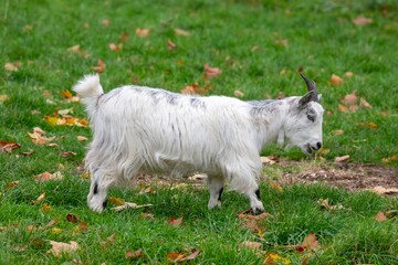 Side view of a white goat