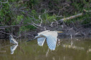 White heron, or great egret, flying over a lake in spring.