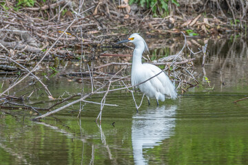 Naklejka premium Snowy egret perches in a branch over shallow water in spring.