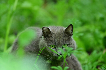 Feral Cat enjoying the freedom in the wild. 