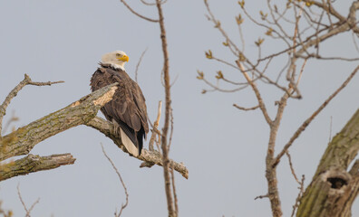 American bald eagle perched on a broken tree branch.