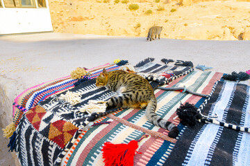 A Bengal Cat sleeps on a colorful rug outside a roadside shop at the ancient site of Petra, Jordan.
