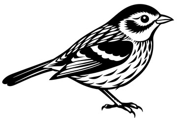 warbler vector illustration