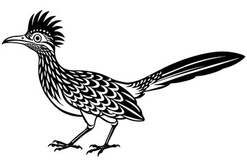 roadrunner silhouette vector ilolustration