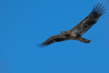 Obraz premium Juvenile American bald eagle in flight against a blue sky.
