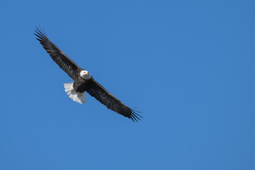 Obraz premium American bald eagle in flight, wings fully extended.