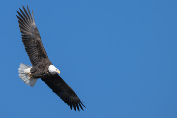 Obraz premium American bald eagle in flight, wings fully extended.