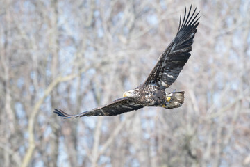 Juvenile bald eagle flying, wings fully extended.