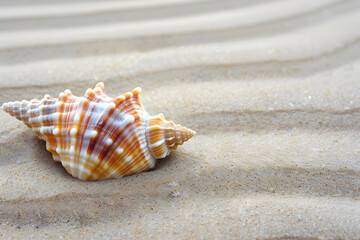 A single seashell on a sandy beach backdrop, evoking memories of coastal vacations and relaxation 