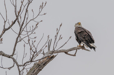 Bald eagle perched in a bare tree.