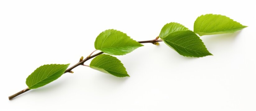 A terrestrial plant with green leaves, possibly a shrub or tree, is depicted on a white background. The image highlights the beauty of nature