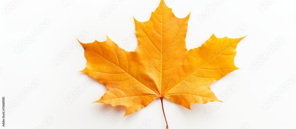 Poster a close up of a yellow maple leaf on a white background, capturing the symmetry and beauty of this d