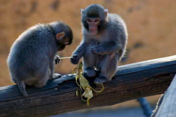 black tailed macaque